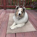 pet review