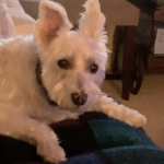 Leo Pet Review