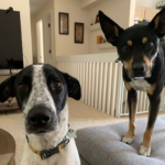 Pet review